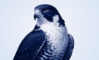 Création logo. Faucon Bleu