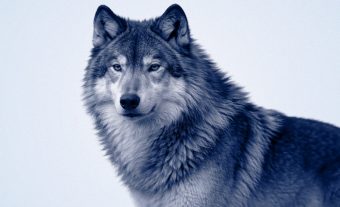 Packaging Musical Loup Bleu