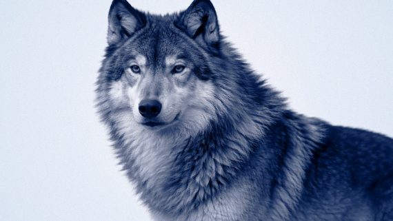 Packaging Musical Loup Bleu