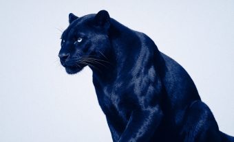 Graphisme Print & Digital. Panthère Bleu