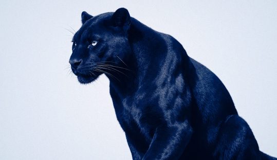 Graphisme Print & Digital. Panthère Bleu