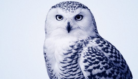 Site Internet Chouette Bleu