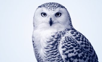 Site internet Chouette